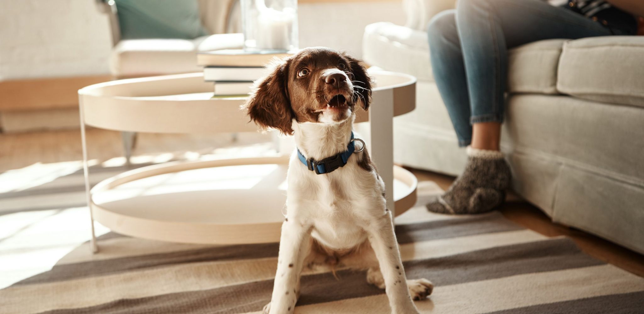 The Austin Apartment HomesThe Austin Apartment Homes Pets, love and dog sitting in living room waiting for good dogs treat, training cute house pet on home floor. Animal lifestyle, loyalty and happy relationship with curious puppy on carpet with collar